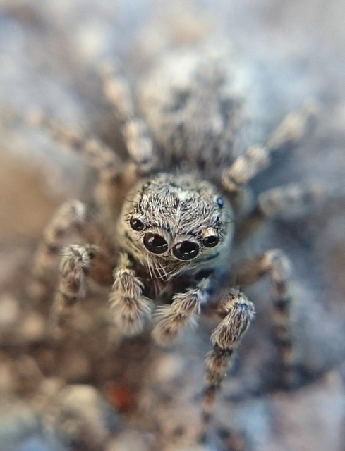Attulus pubescens - bozontos ugrópók