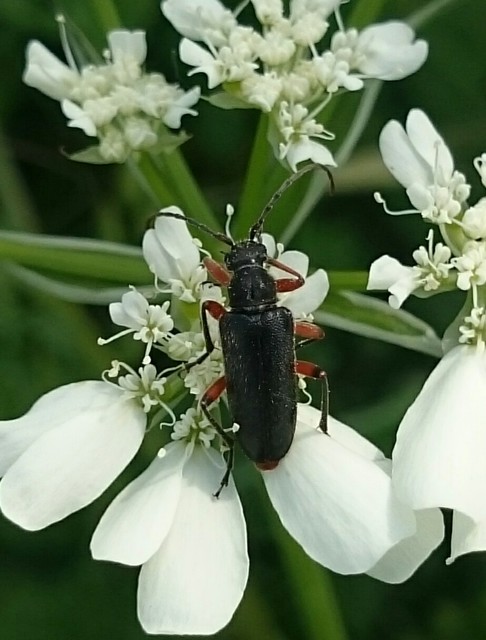 Cortodera villosa - bozontos cserjecincér