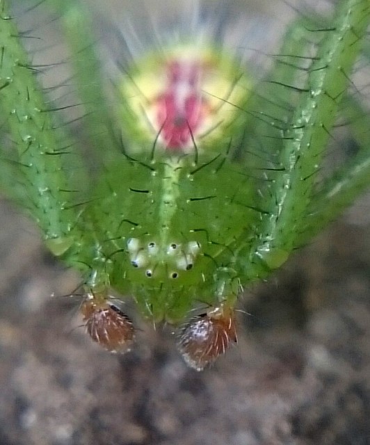 Heriaeus graminicola - réti borzaskarolópók