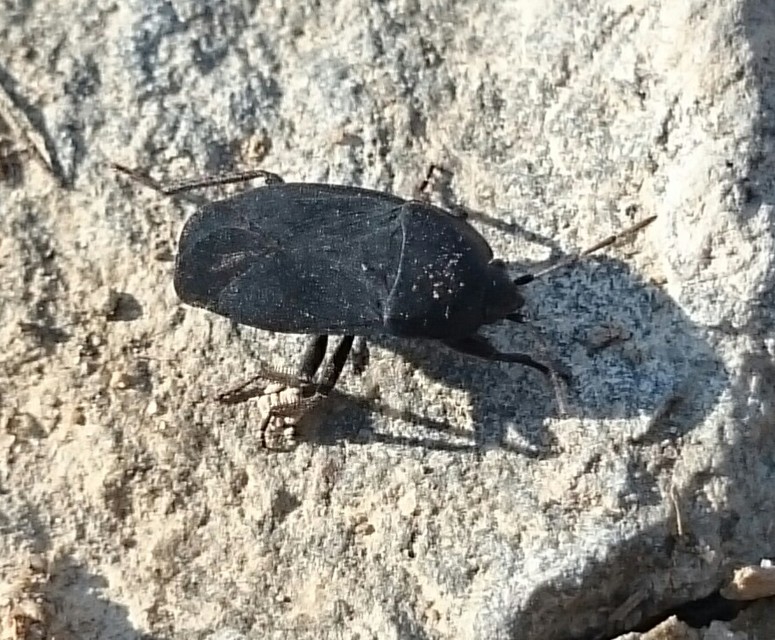 Aellopus atratus - cigánybodobács