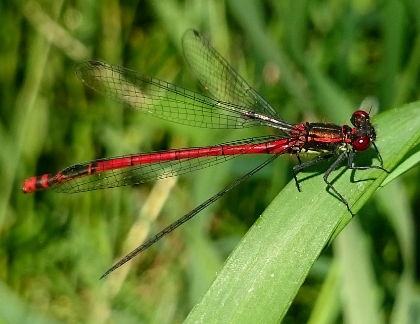 Pyrrhosoma nymphula