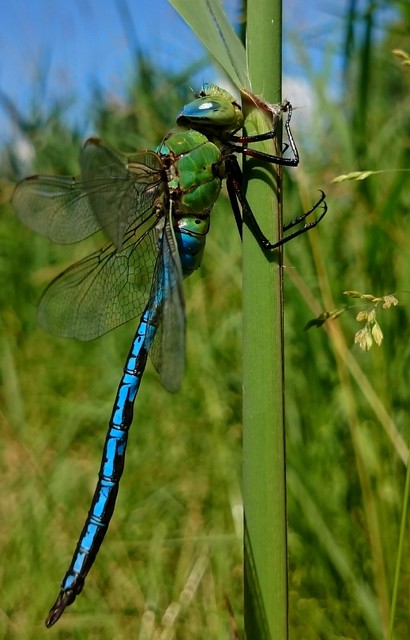 Anax imperator - zöld óriásacsa