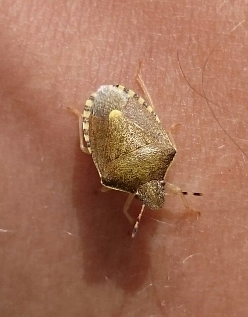 Peribalus strictus - tavaszi címerespoloska Peribalus strictus - tavaszi címerespoloska