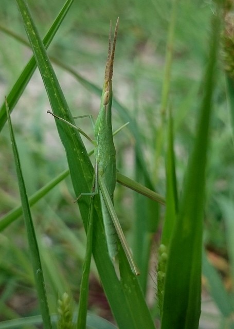 Acrida ungarica - sisakos sáska