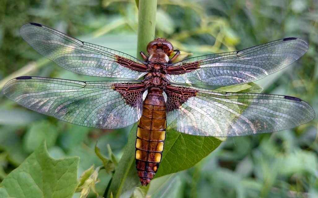 Libellula depressa - széles laposacsa