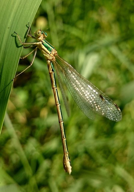 Lestes barbarus - foltosszárnyjegyű rablószitakötő