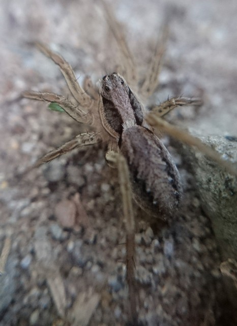Alopecosa striatipes