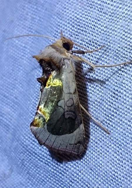 Diachrysia zosimi - nemes aranybagoly