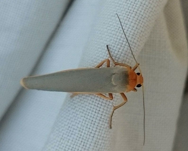 Eilema complana - közönséges zuzmószövő