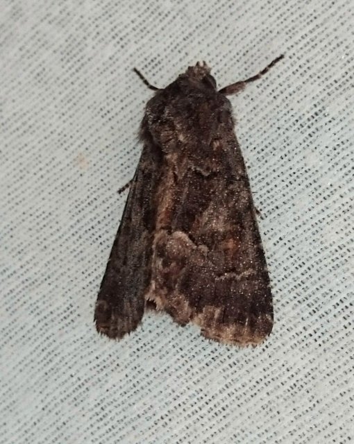 Thalpophila matura - fakó erdeibagoly