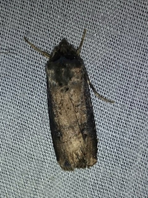 Agrotis ipsilon - nagy földibagoly
