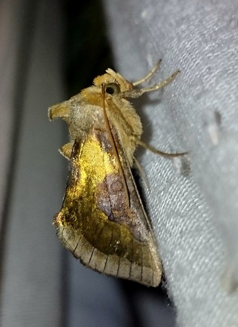 Diachrysia stenochrysis - rejtőző aranybagoly