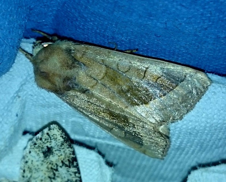 Hydraecia micacea - csillogó acsalapubagoly