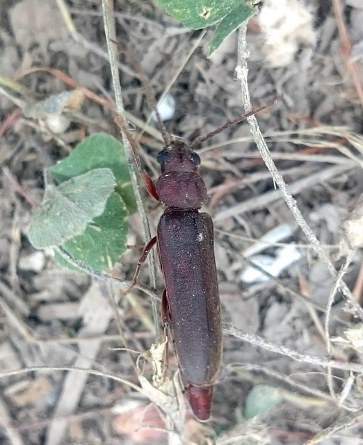 Arhopalus rusticus - gödrösnyakú cincér