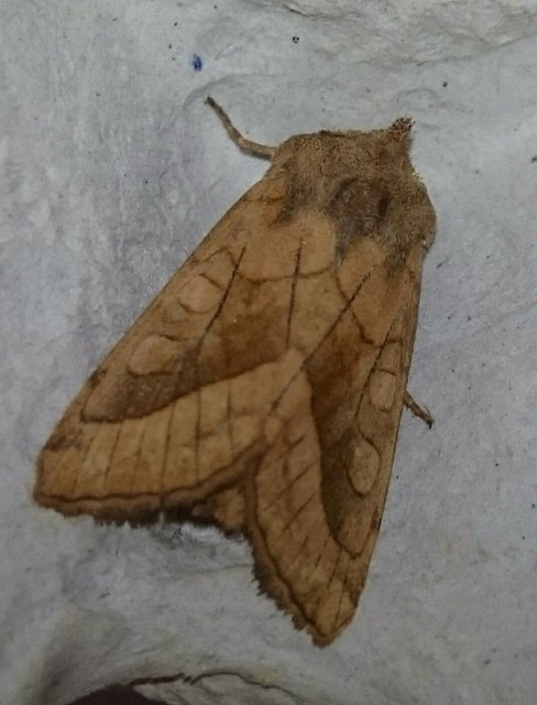 Hydraecia micacea - csillogó acsalapubagoly