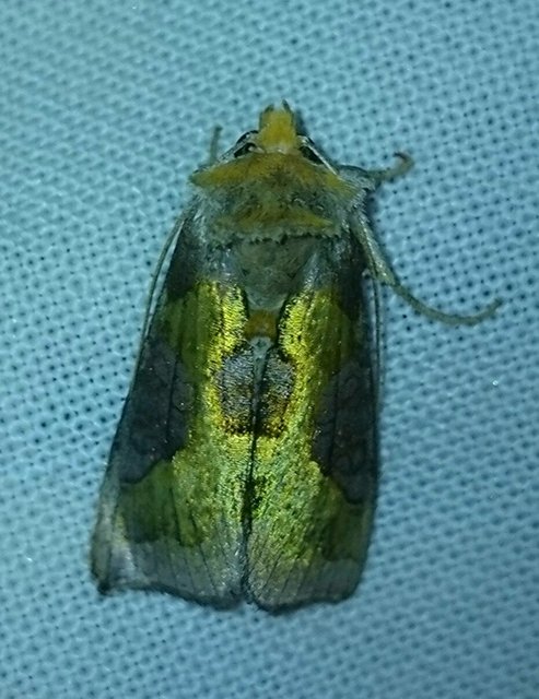 Diachrysia stenochrysis - rejtőző aranybagoly