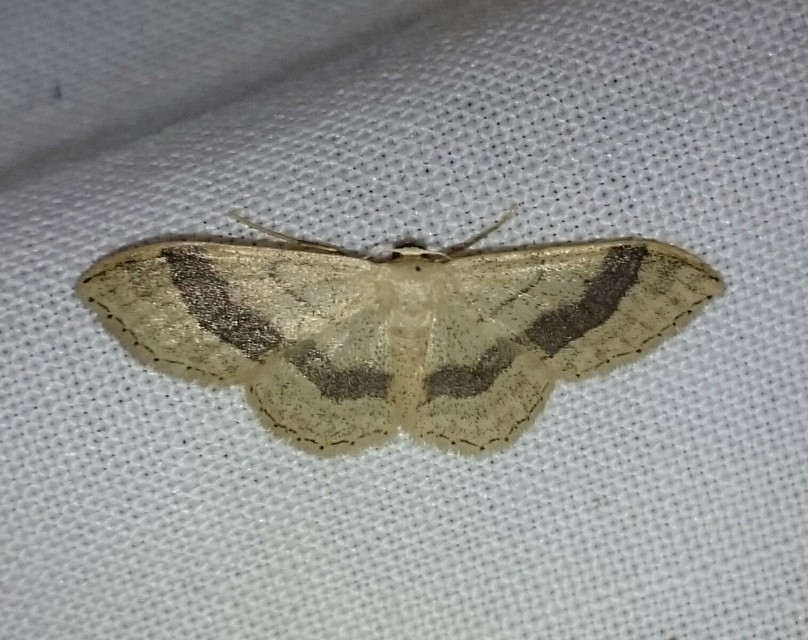 Idaea aversata - nagy sávosaraszoló