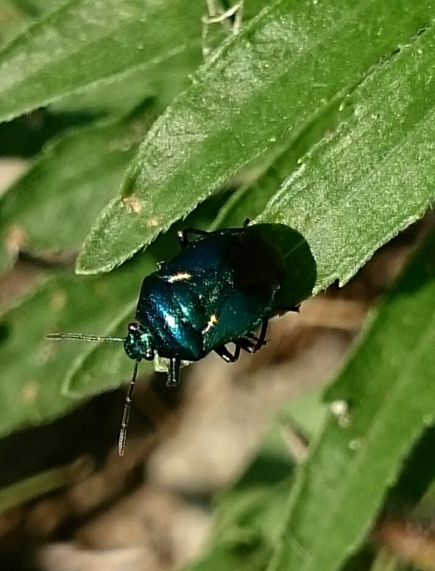 Zicrona caerulea - acélkék poloska Zicrona caerulea - acélkék poloska