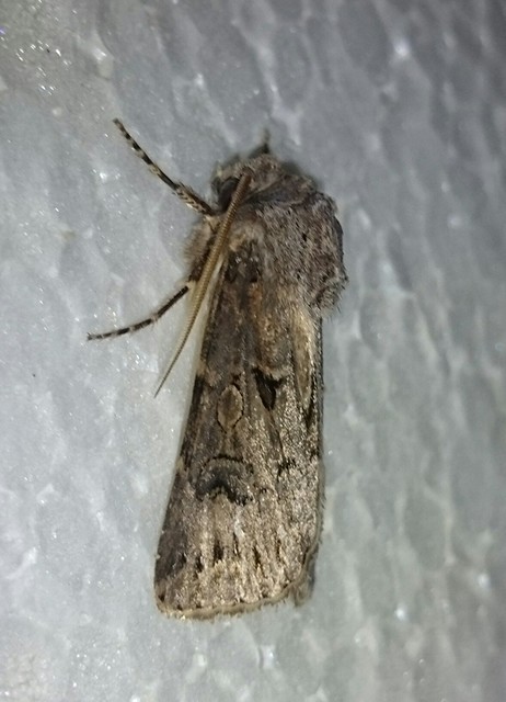 Agrotis bigramma - kétjegyű földibagoly