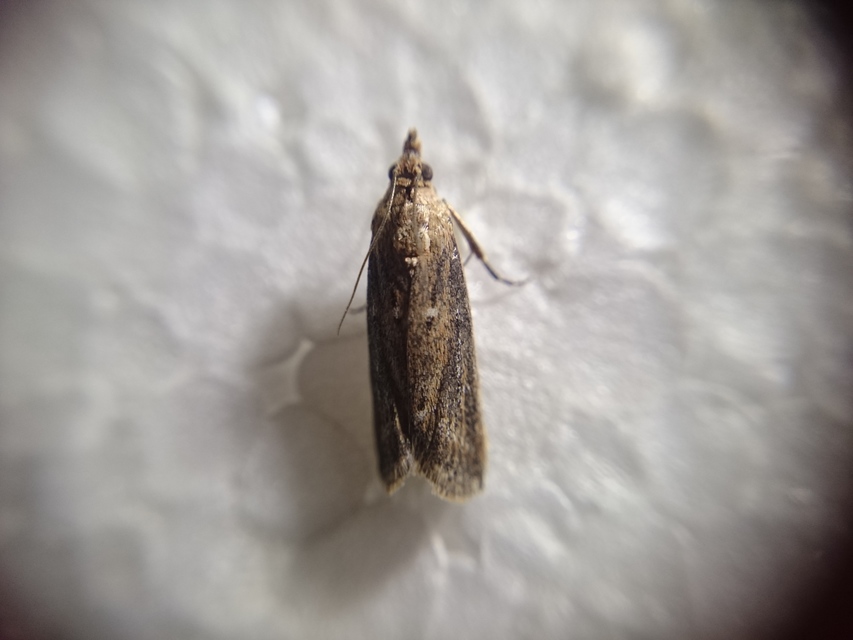 Phycitinae