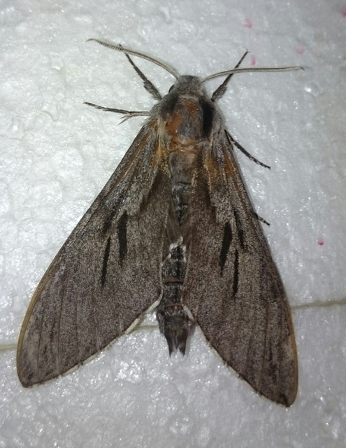 Hyloicus pinastri - fenyőszender
