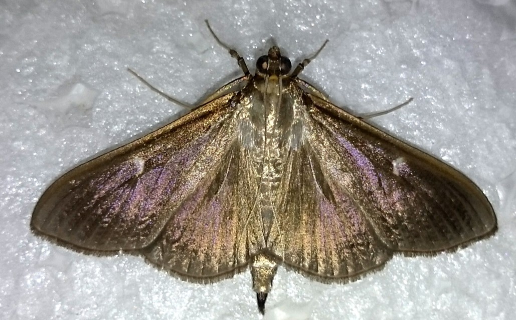 Cydalima perspectalis - puszpáng-tűzmoly