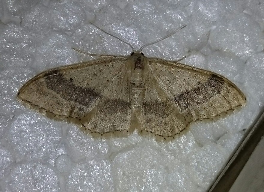 Idaea aversata - nagy sávosaraszoló