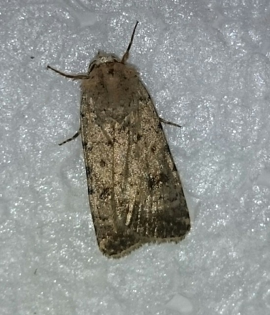 Paradrina clavipalpis - közönséges selymesbagoly