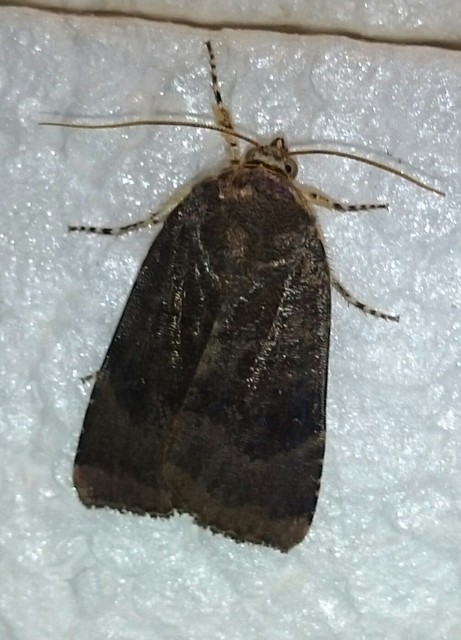 Noctua janthe/janthina