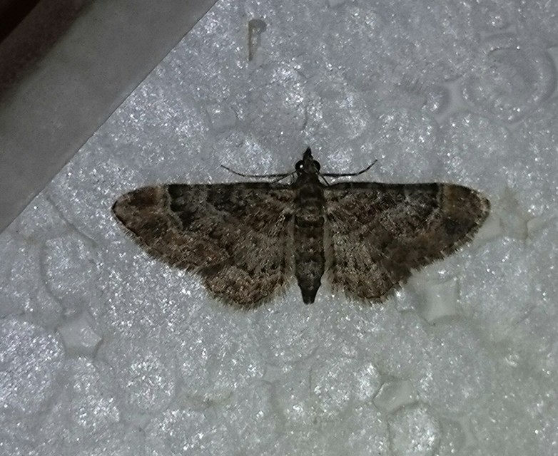 Gymnoscelis rufifasciata - vöröscsíkos törpearaszoló