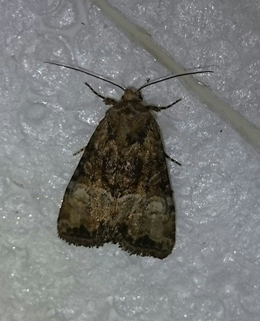 Mesoligia furuncula - kétszínű dudvabagoly