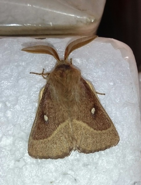 Lasiocampa trifolii - lóhereszövő