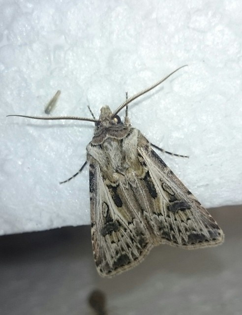 Agrotis vestigialis - őszi földibagoly