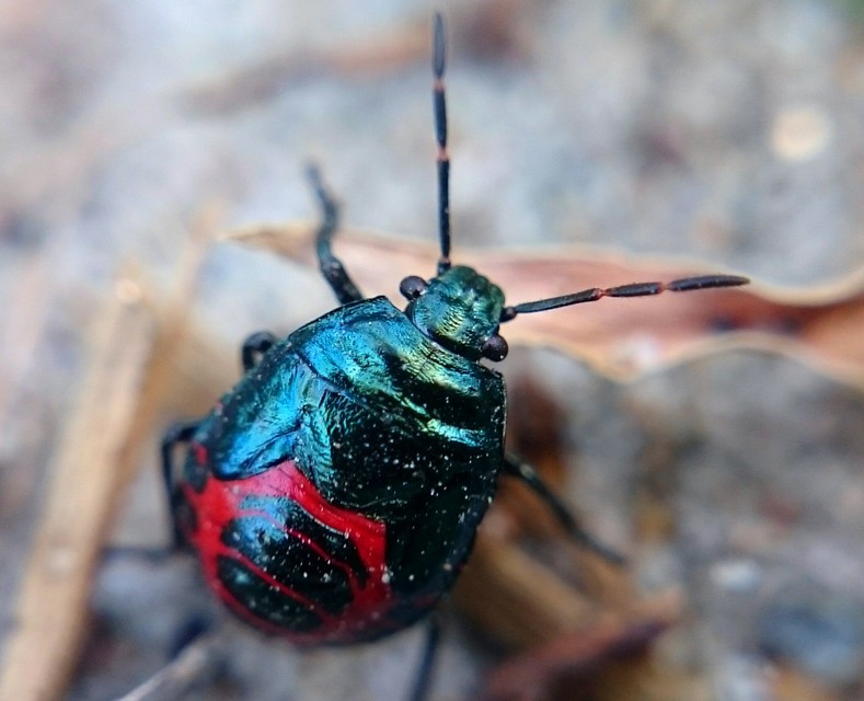 Zicrona caerulea - acélkék poloska Zicrona caerulea - acélkék poloska