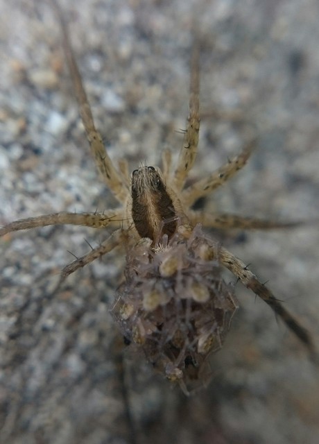 Pardosa bifasciata