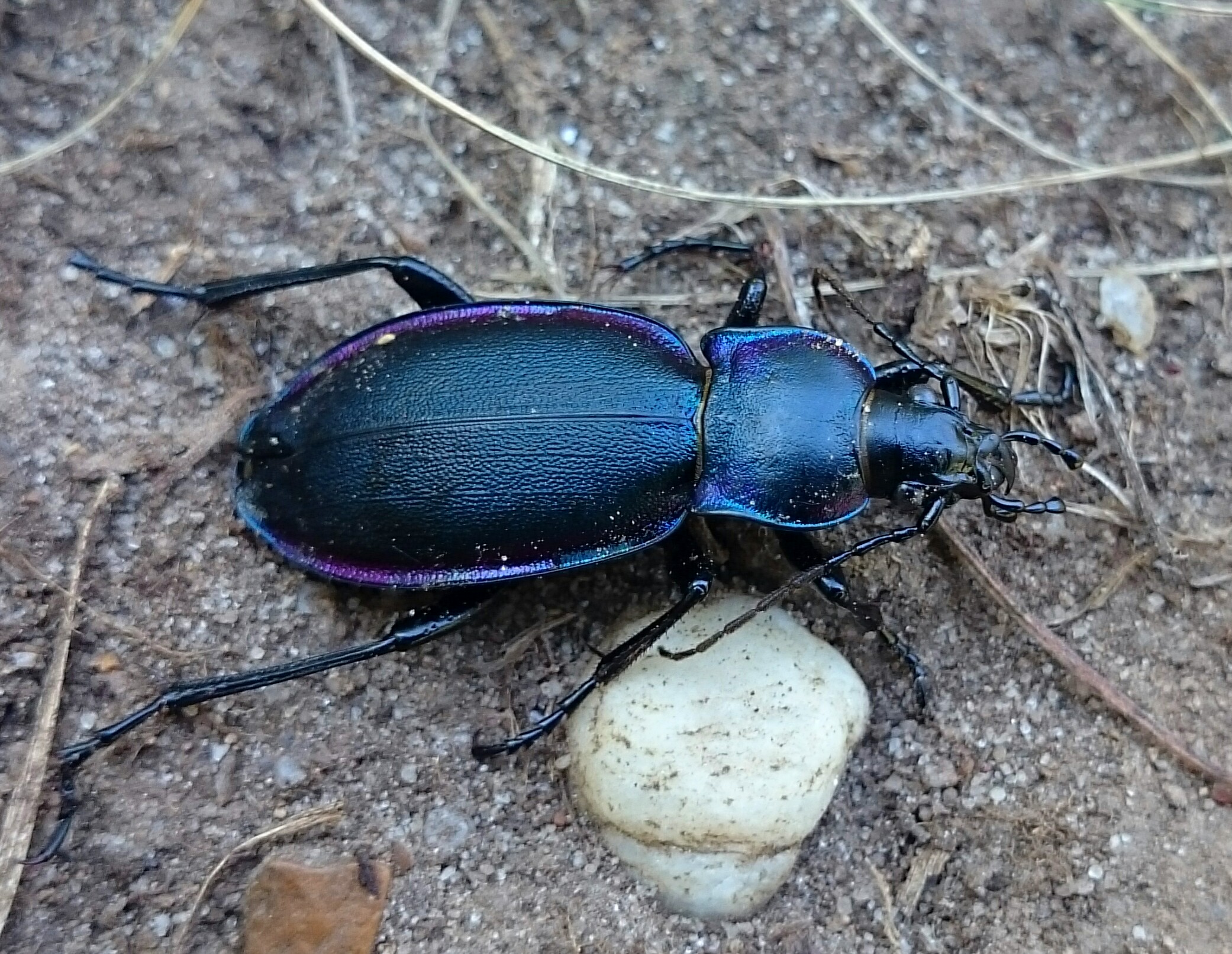 Carabus violaceus rakosiensis - rákosi kékfutrinka