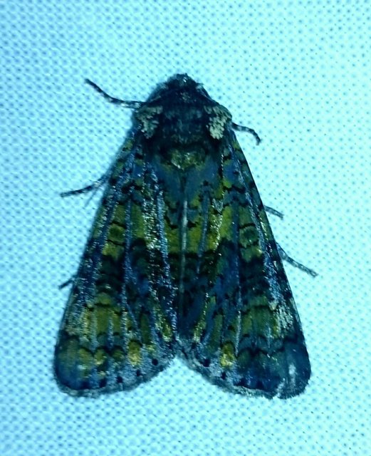Craniophora ligustri - fagyalbagoly