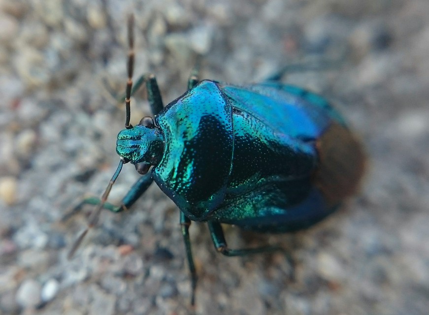 Zicrona caerulea - acélkék poloska Zicrona caerulea - acélkék poloska