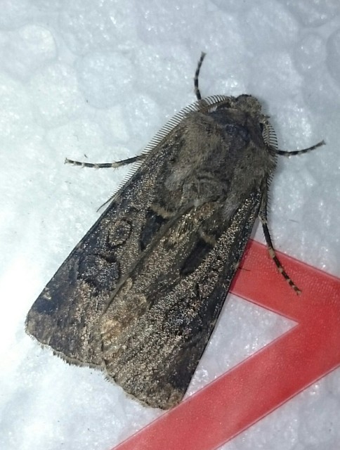 Agrotis bigramma - kétjegyű földibagoly