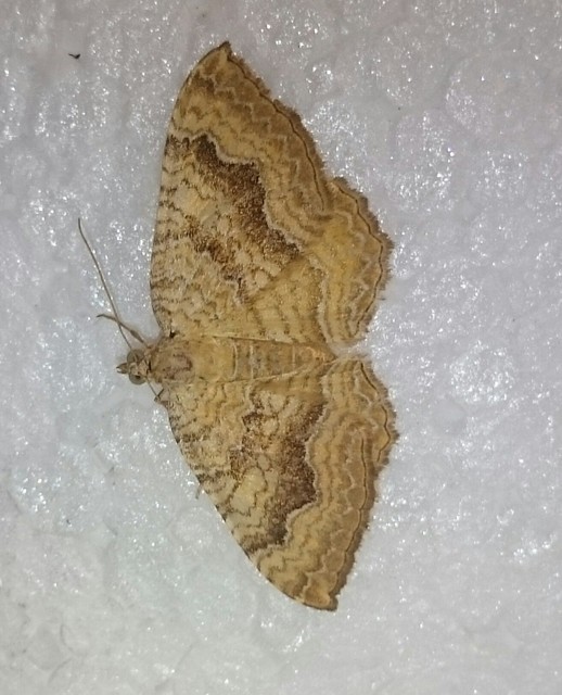 Camptogramma bilineata - kétvonalas sávosaraszoló