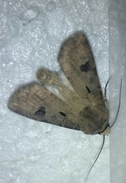 Agrotis exclamationis - felkiáltójeles földibagoly