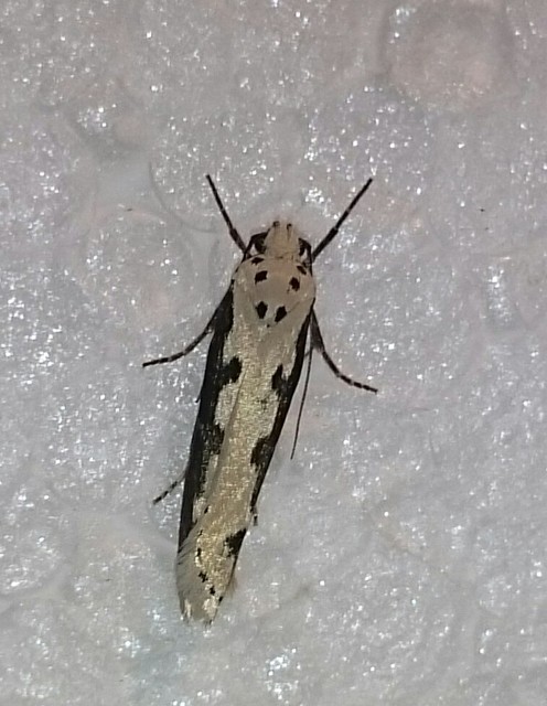 Ethmia bipunctella - kétpettyes feketemoly