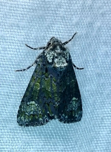 Craniophora ligustri - fagyalbagoly