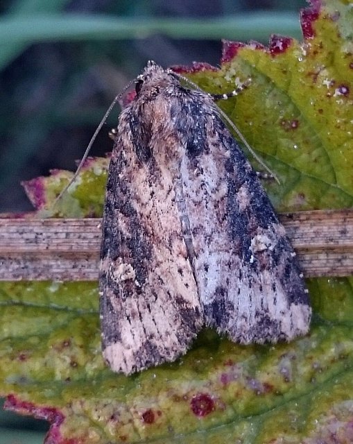 Mesapamea secalella/secalis