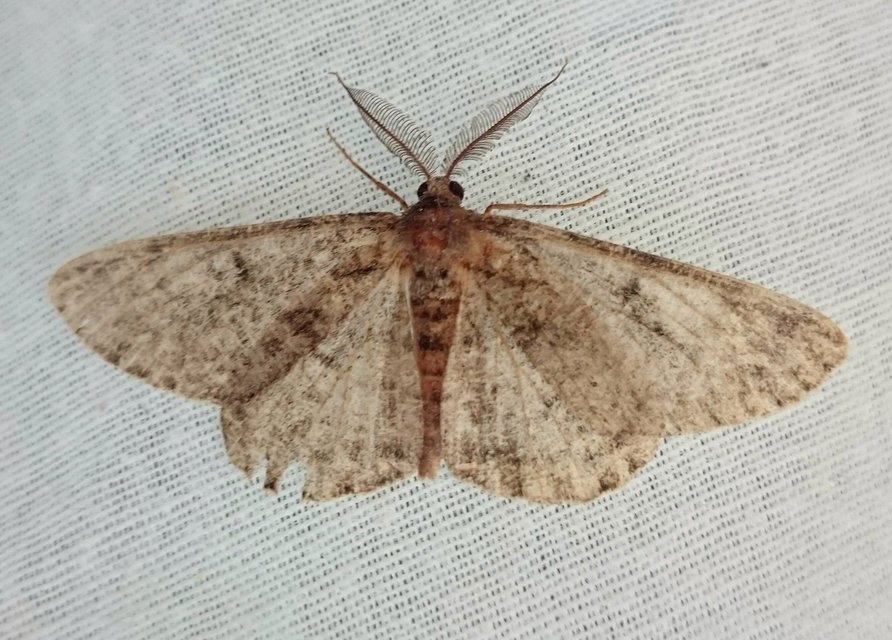Hypomecis roboraria - nagy tölgyfaaraszoló