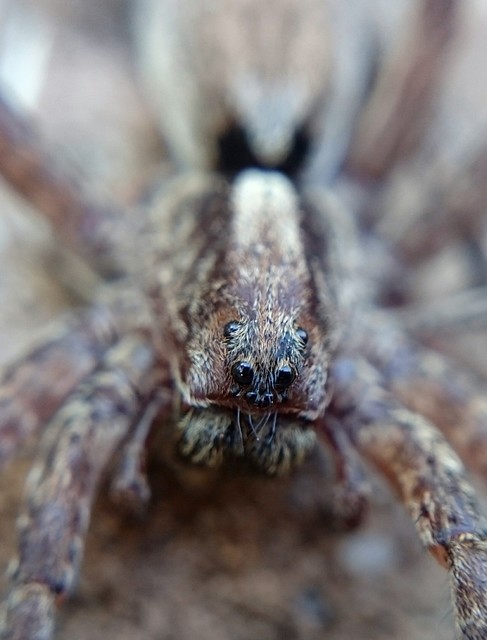 Alopecosa sulzeri
