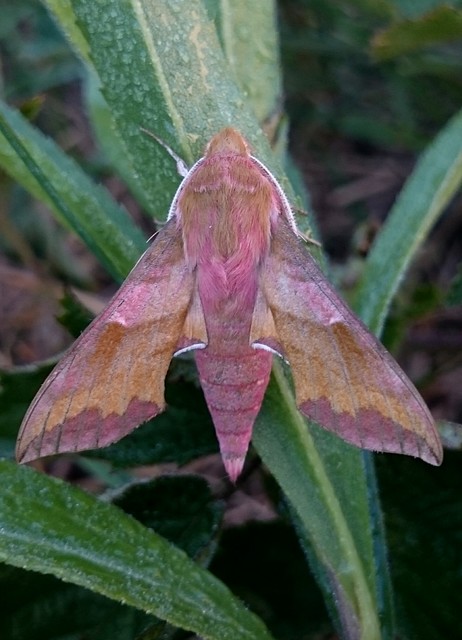 Deilephila porcellus - piros szender