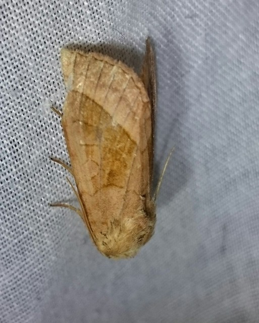 Hydraecia micacea - csillogó acsalapubagoly
