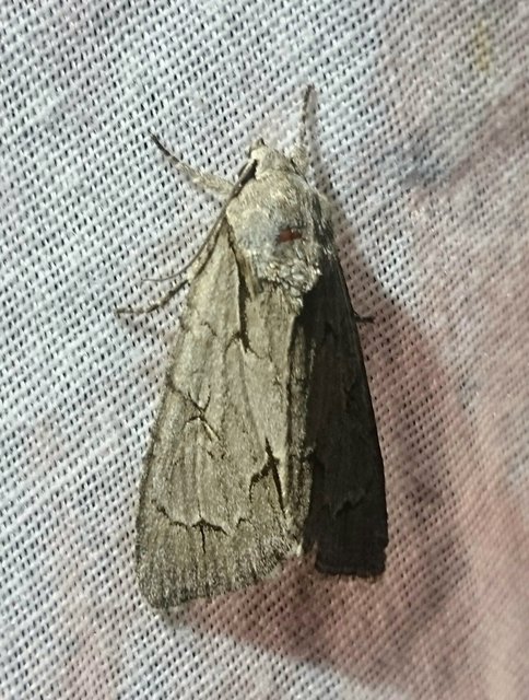 Acronicta cuspis/tridens/psi