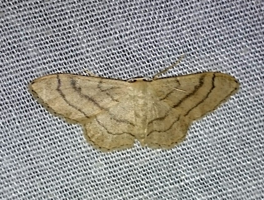 Idaea deversaria - egyszínű sávosaraszoló